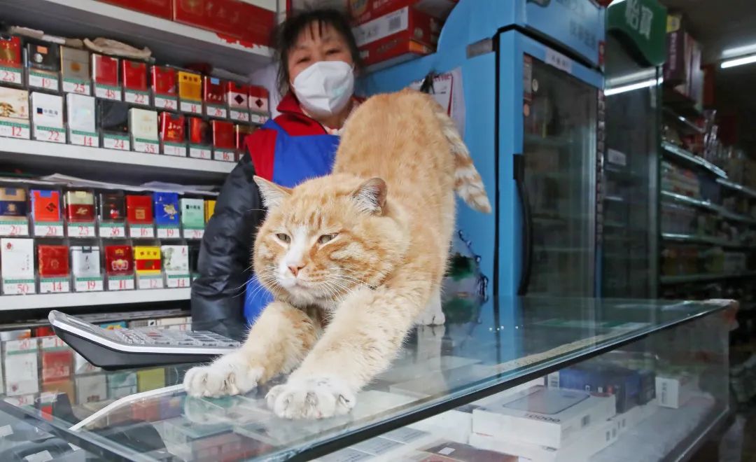 2022年，老北京胡同里的小超市里，小猫在伸着懒腰接待客人，面对镜头丝毫不紧张。片岡航希作品.jpeg