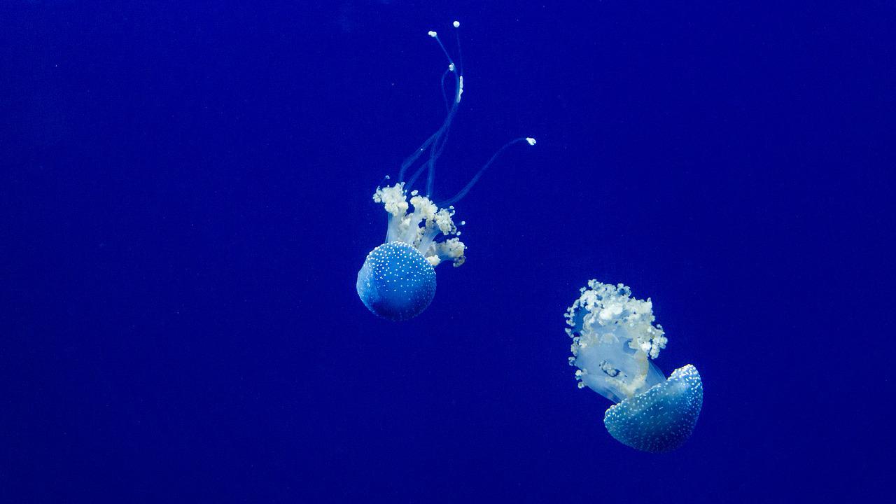 jellyfishes-1866776_1280.jpg