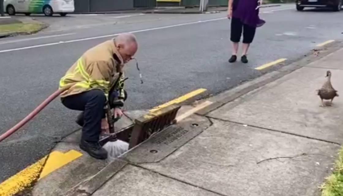 duck-rescue-Glen-eden-credit-Newshub.jpg