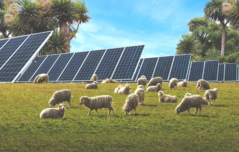 solar-farm-with-sheep-nz.webp.jpg