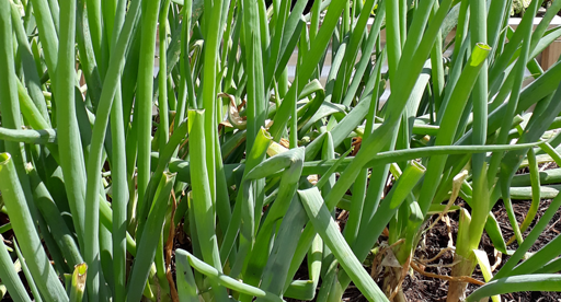 spring_onion_growing_guide.png