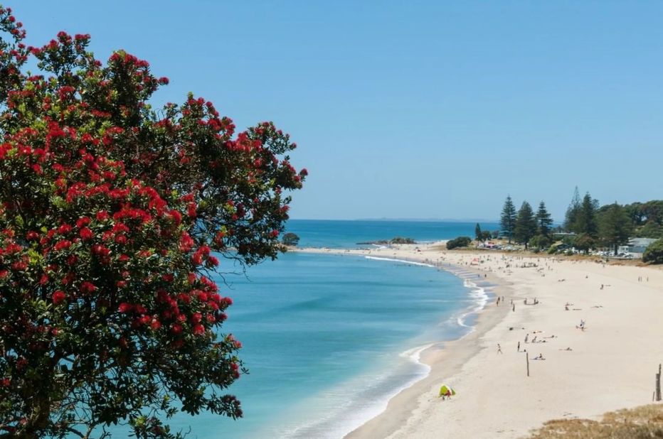 Pohutukawa tree and beach.jpg