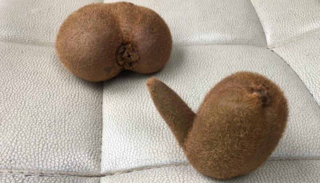 TRADEME-kiwifruit.jpg