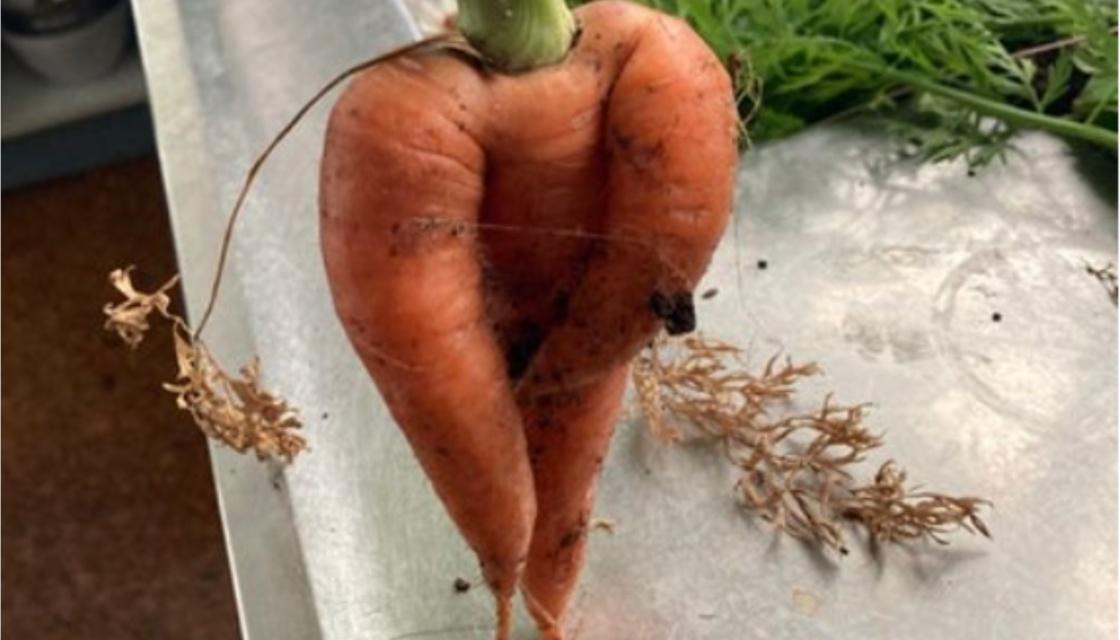 TRADEME-carrot.jpg