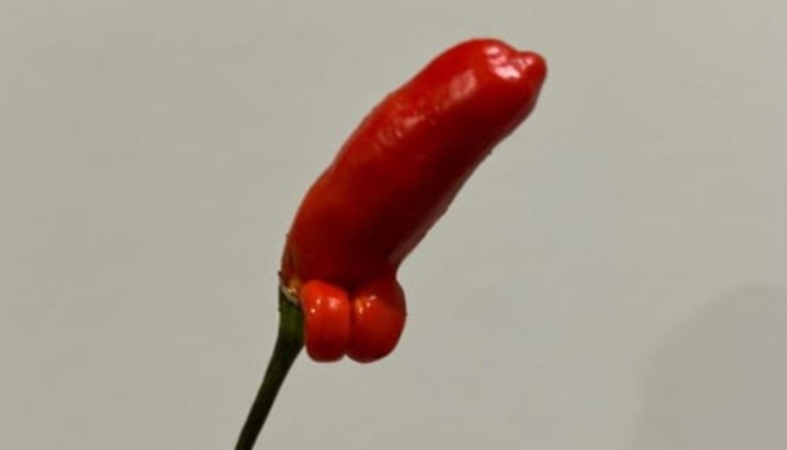 TRADEME-chilli.jpg