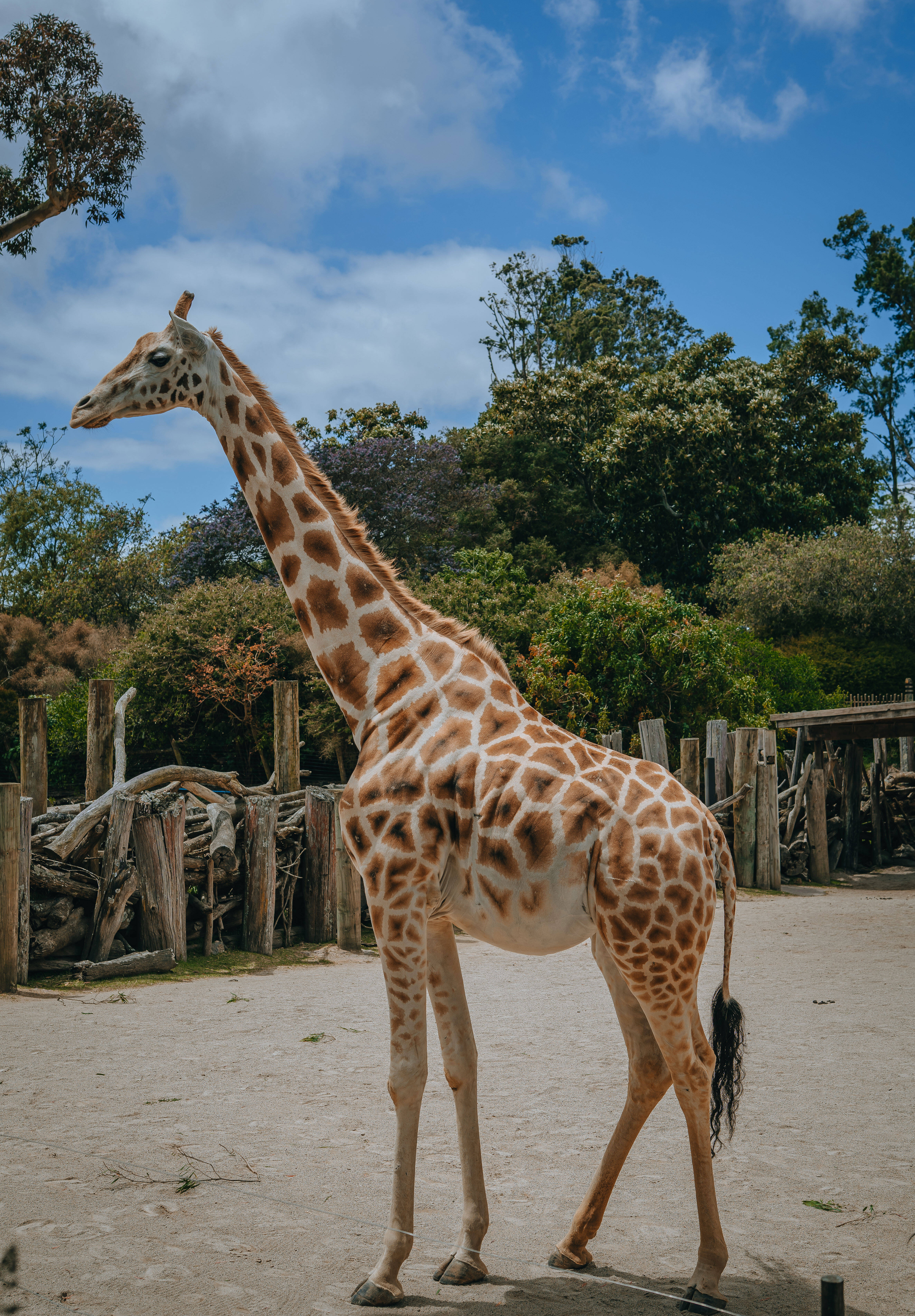 giraffe-kiraka-pregnant-2023-aside.jpg