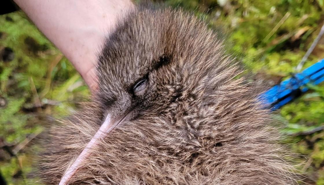 doc-KIWI-1120.jpg