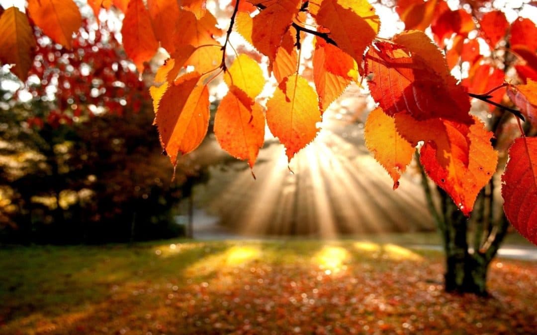 Autumn-Leaves-in-sunshine-1080x675.jpg