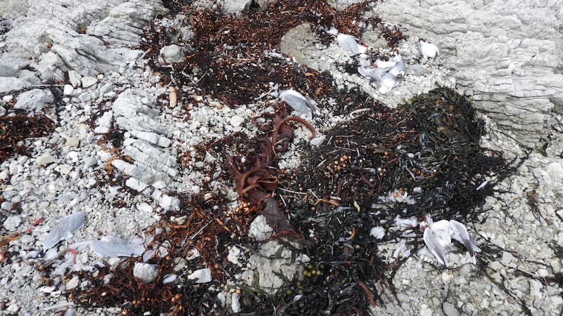 some-of-the-gulls-found-dead-in-kaikoura-DFOKRP6JTJCQTPWC23C6BY42FI.jpg