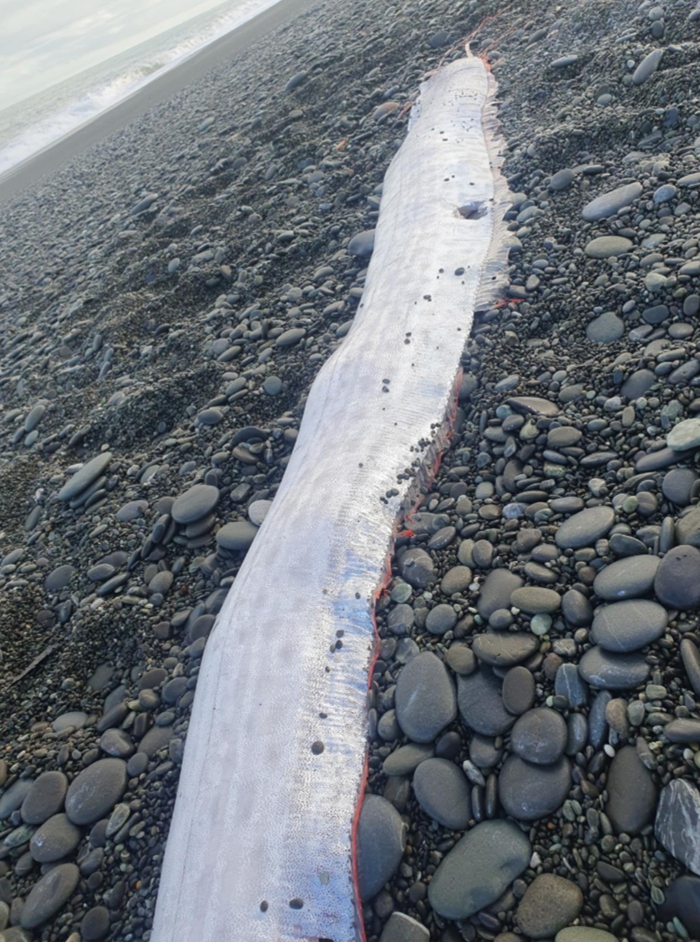 FireShot Capture 140 - Rarely seen ‘doomsday’ fish washes up at Canterbury beach - Stuff_ - [www.stuff.co.nz].jpg