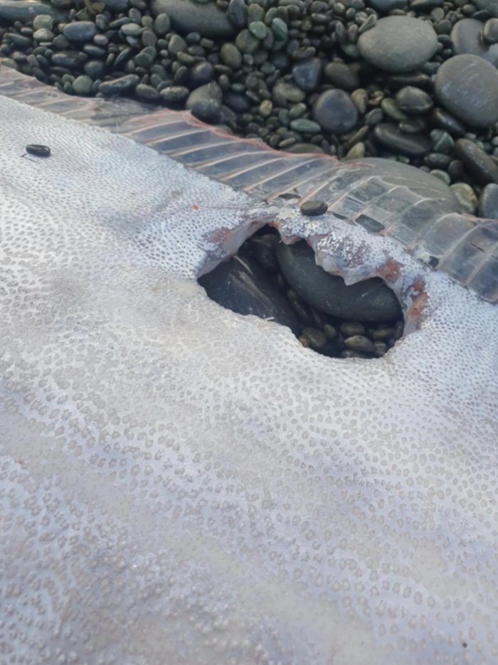 FireShot Capture 141 - Rarely seen ‘doomsday’ fish washes up at Canterbury beach - Stuff_ - [www.stuff.co.nz].jpg