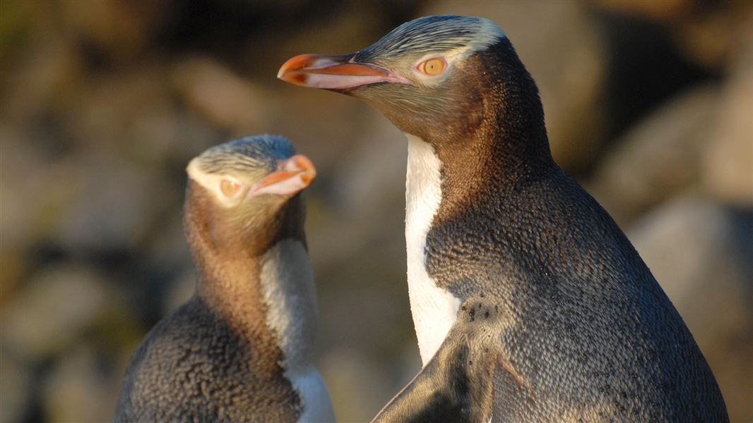 yellow-eyed-penguins-1920.jpg