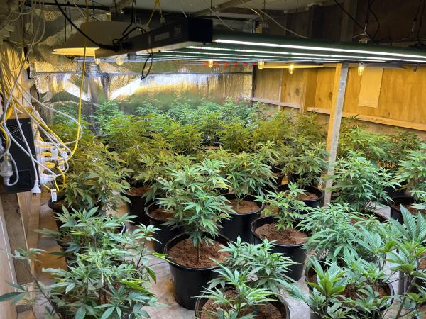 cannabis2.jpg