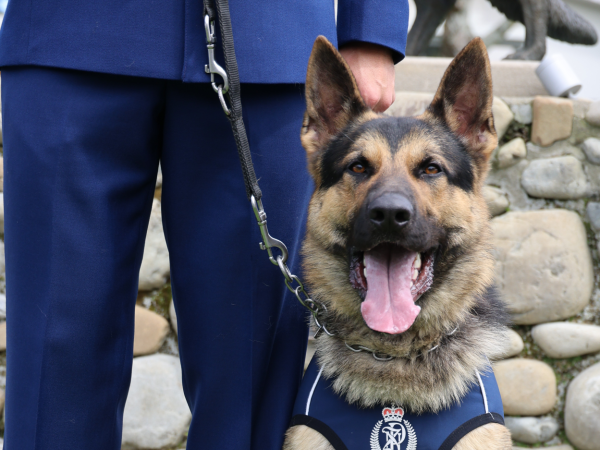 police_patrol_dog_zig.png