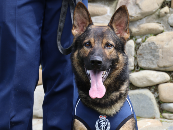 police_patrol_dog_banksy.png