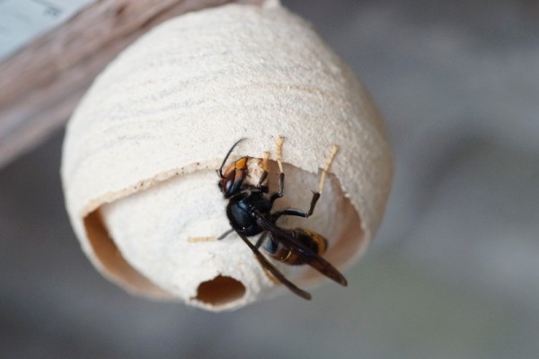 Yellow-legged-hornet-nest-Photo-credit-John-de-Carteret-Jersey.jpg