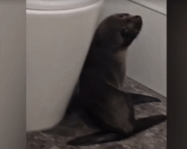 GIF 2025-12-2 8-08-37.gif