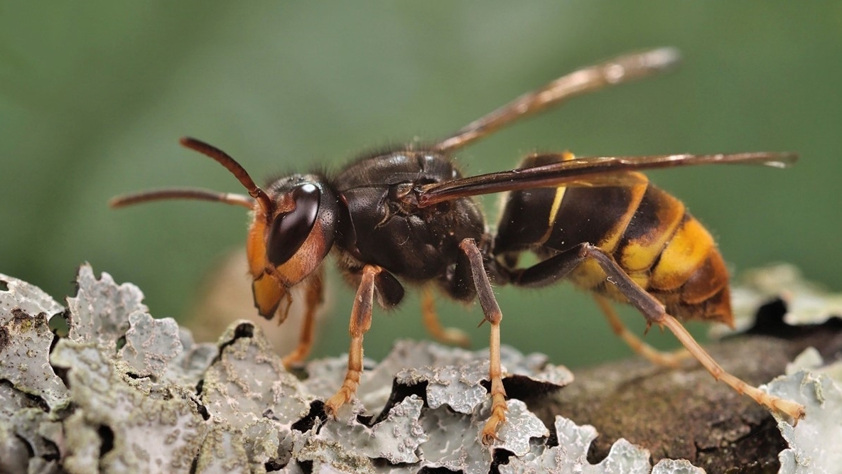 yellow-legged-hornet.jpeg