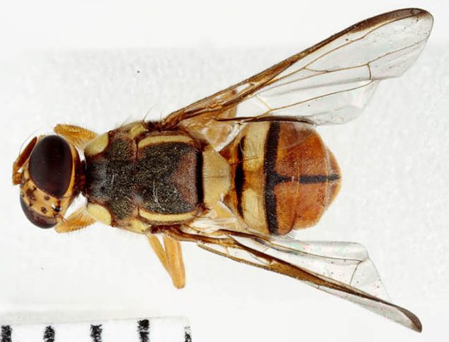 Oriental-fruit-fly-e1772071272317.jpg