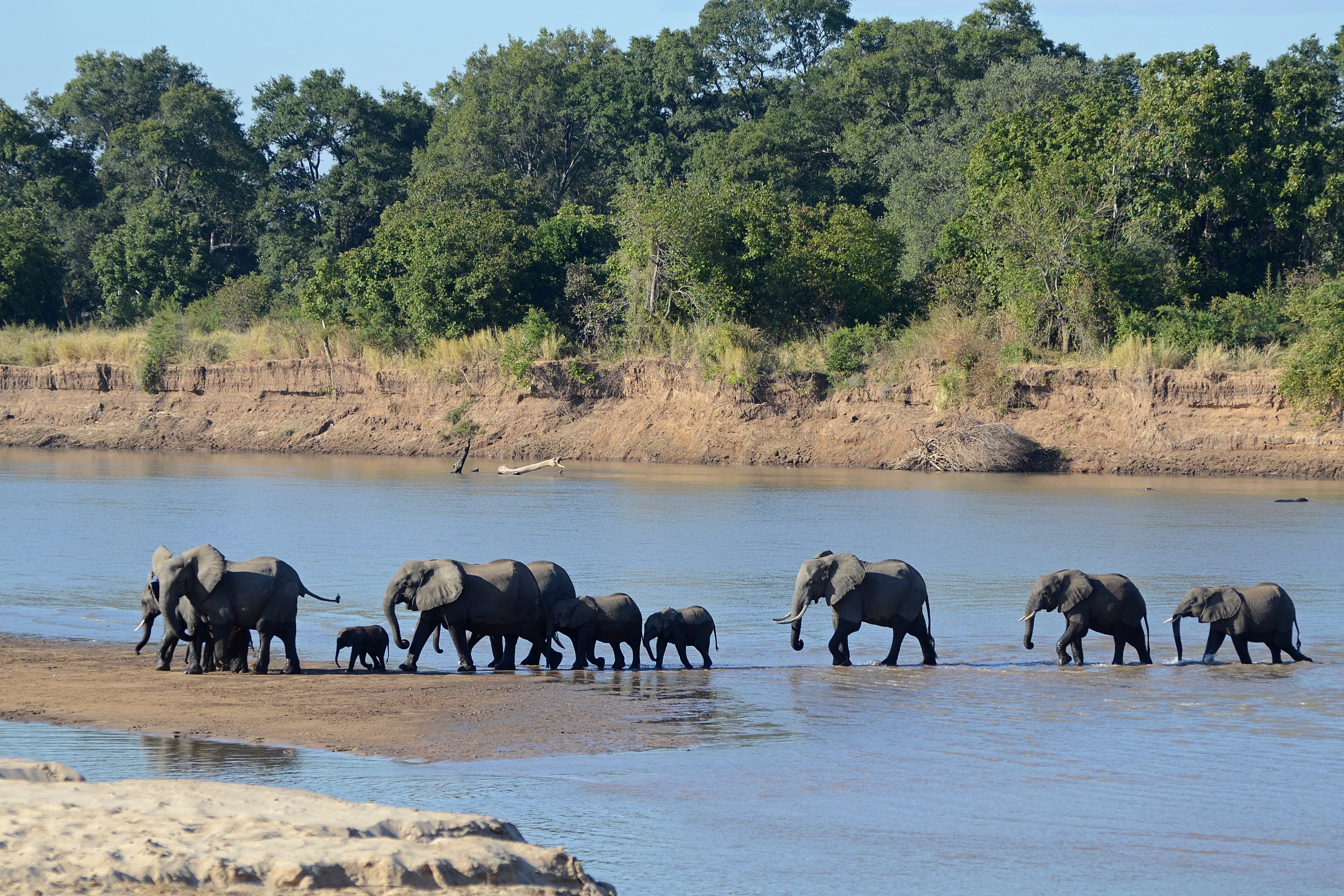 Luangwa_River_crossing.jpg