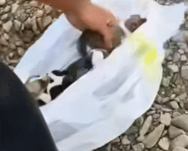 GIF 2026-3-31 13-48-18.gif