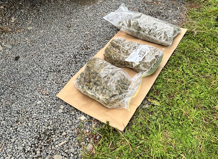 cannabis.jpg
