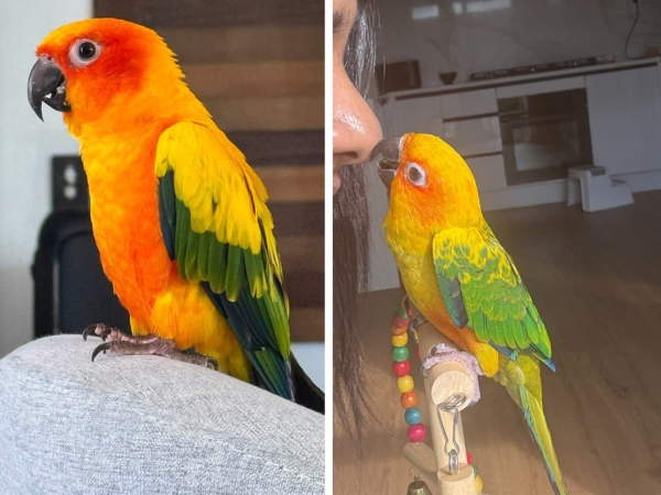Parrot appeal - Copy.png
