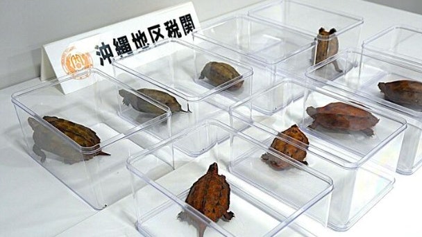 iWK8T42xJLVCs4LIw1Z7XDGE-bMVDfFNahAgCmoQIAo.jpg