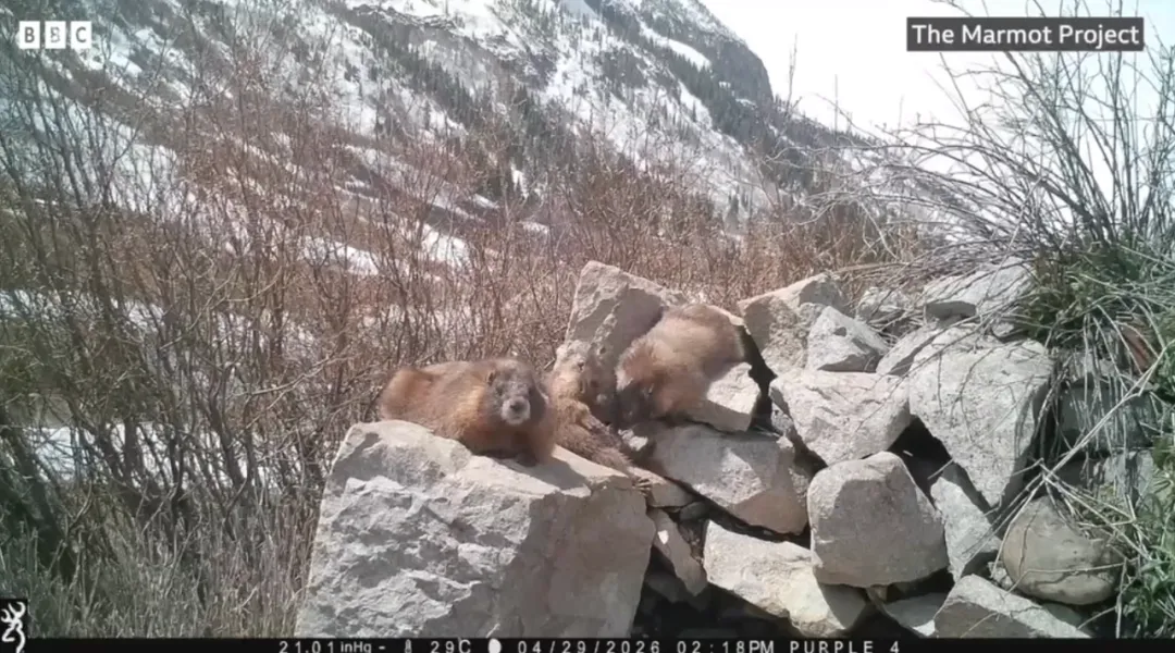 图片_2026-08-10_113336_196.png