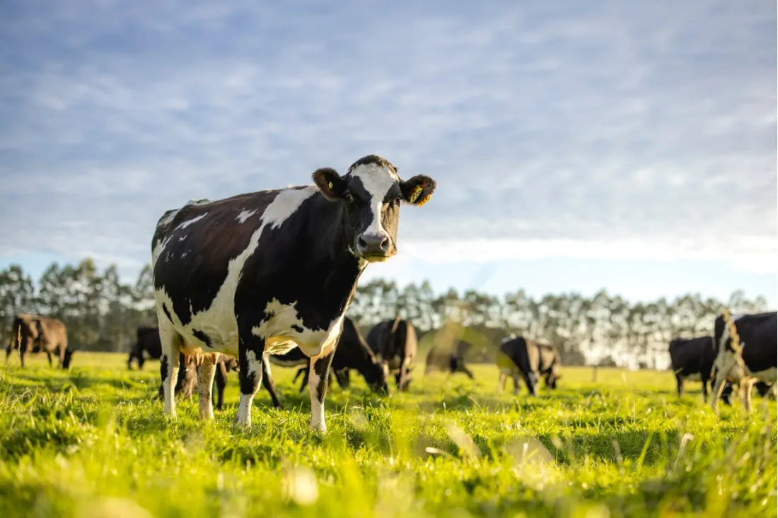 fonterra-story-extra-payment-on-offer-again-to-farmers-thanks-to-nestle-partnership.jpg