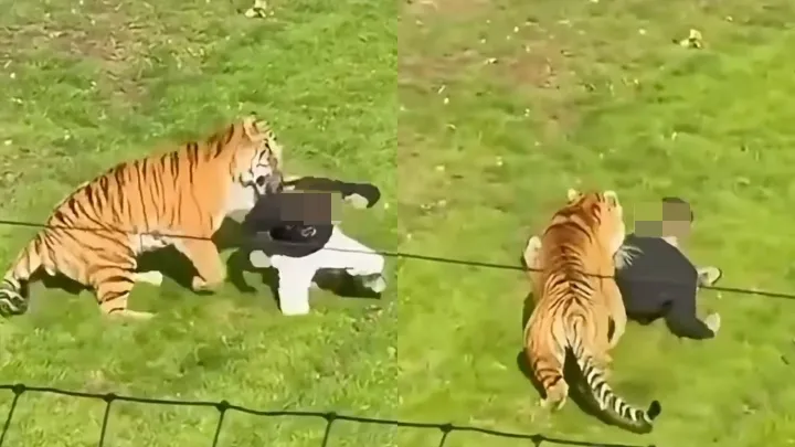 tiger.jpg